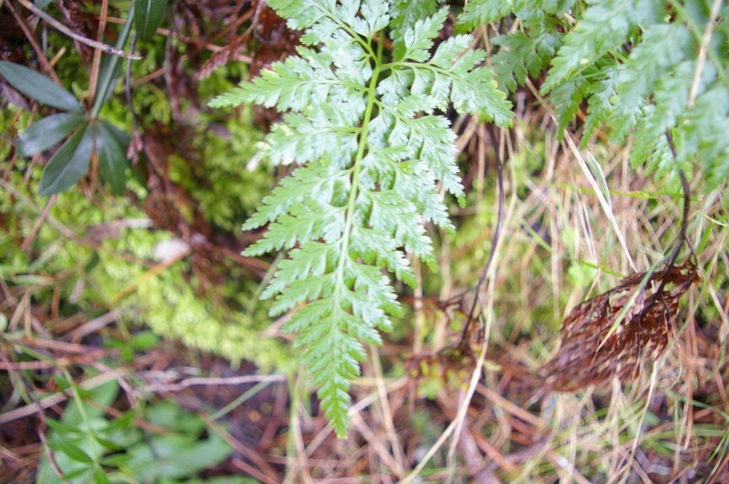 Asplenium cfr. onopteris